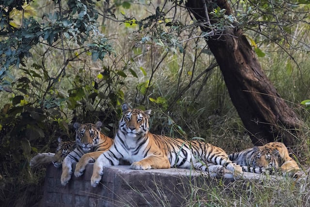 Trois tigres dans la nature
