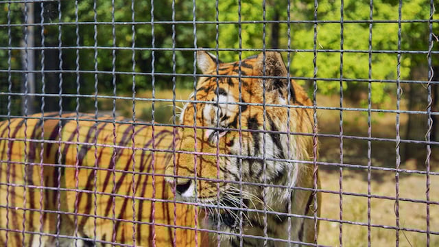 Tigre détenu en captivé