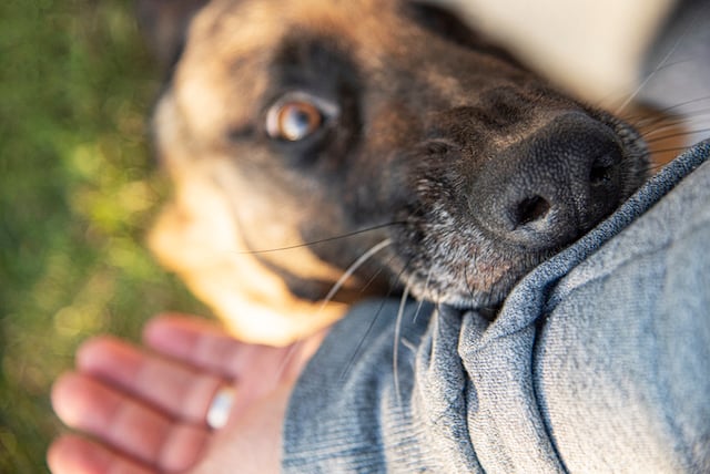 Un chien de race malinois en train de mordre le poignet de son maître