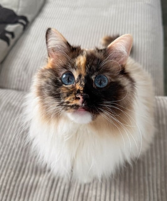 Pebbles