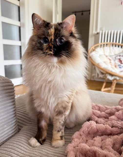 Pebbles