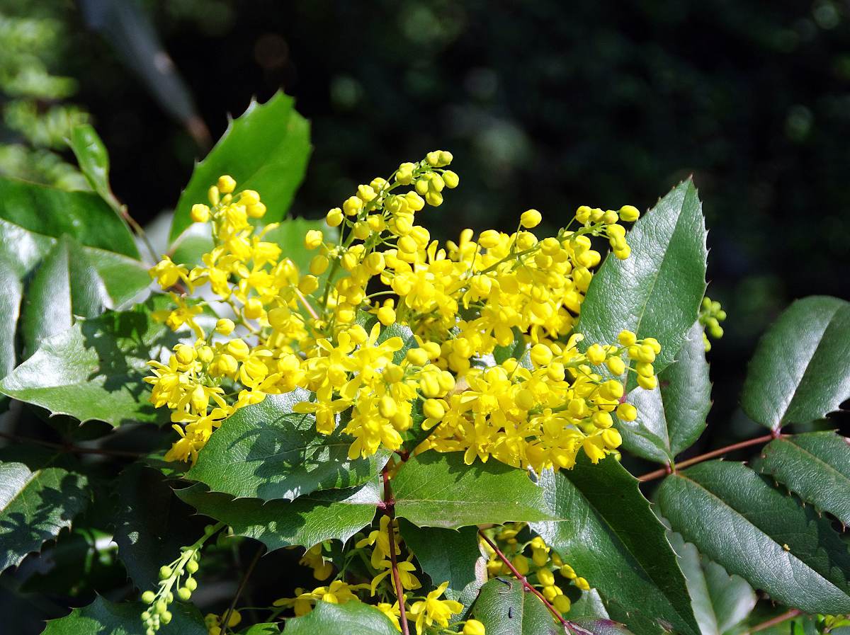 Un mahonia