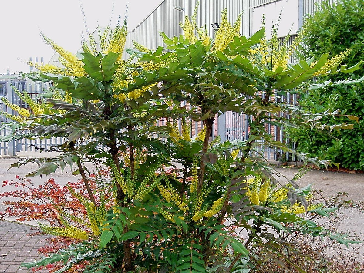 Un mahonia
