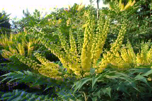 Un mahonia
