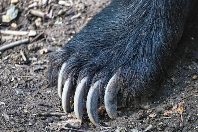 Gros plan sur une patte d'ours