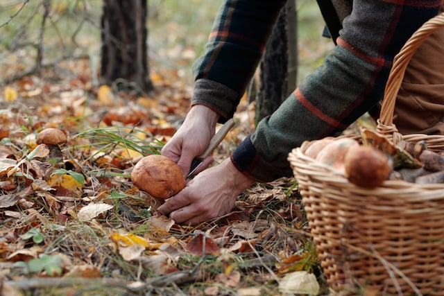 Un homme en train de cueillir des champignons 