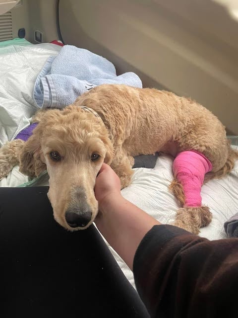 La chienne baptisée Maple