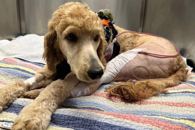 La chienne baptisée Maple