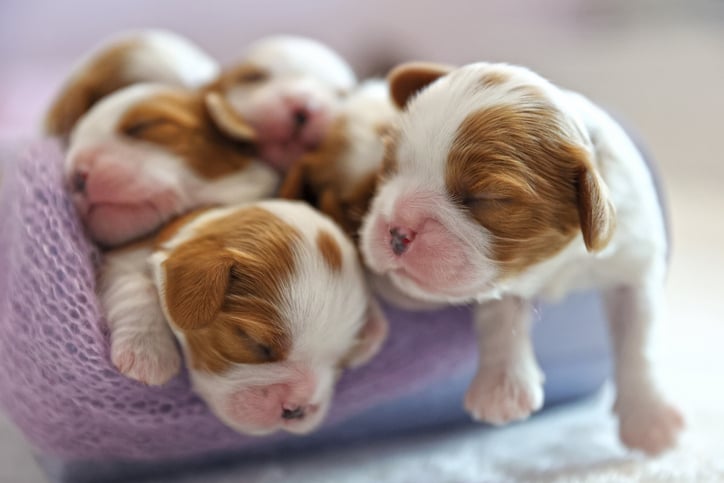 Des chiots