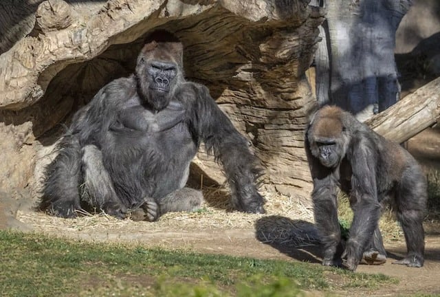 Deux gorilles dans un enclos au zoo de San Diego