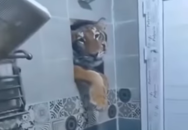 Le tigre dans la salle de bain