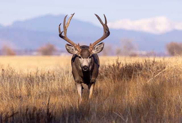 Un cerf dans la nature