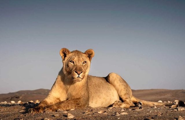 Lion maritime 