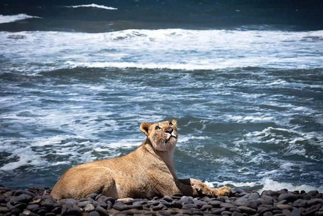 Lion maritime 