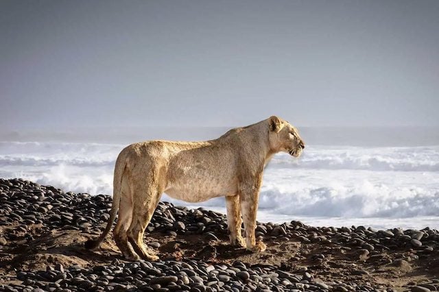 Lion maritime 
