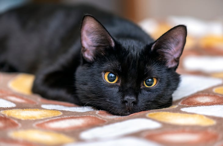 Un chat noir