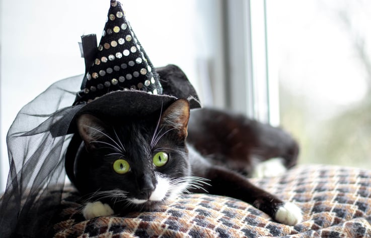 Un chat noir avec un chapeau sur la tête 