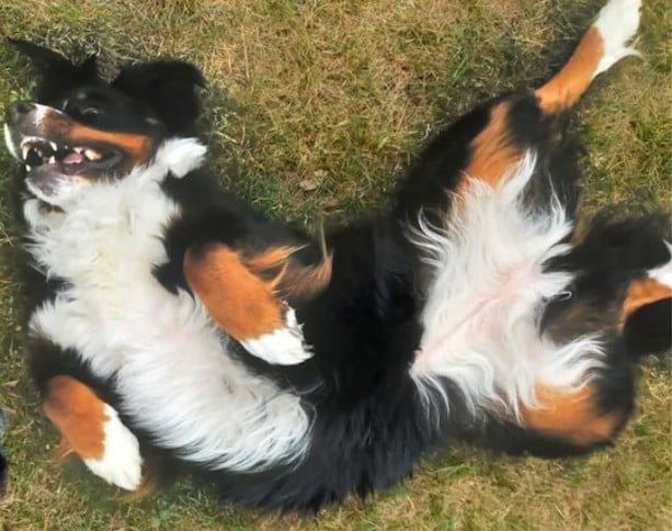 a chienne prénommée Zenia