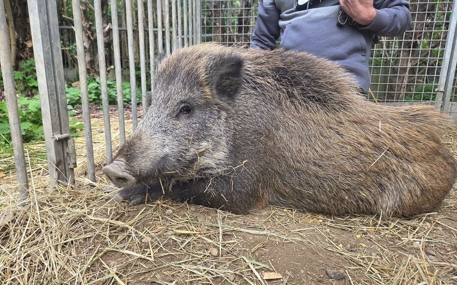 Un sanglier