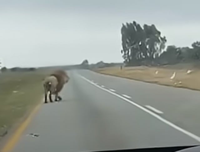 Capture d'écran montrant le lion se promenant sur la route