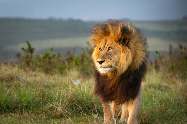 Lion dans la nature
