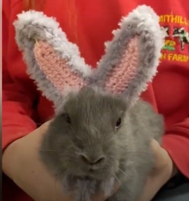 Le lapin Van Gogh 