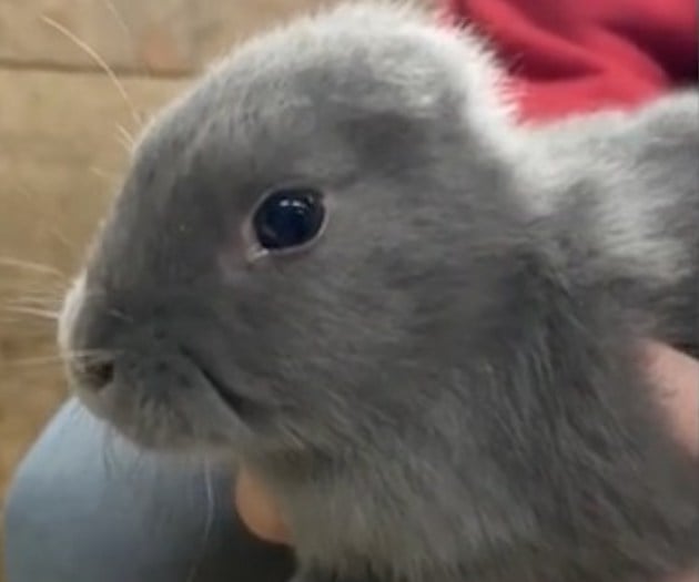 Le lapin Van Gogh 