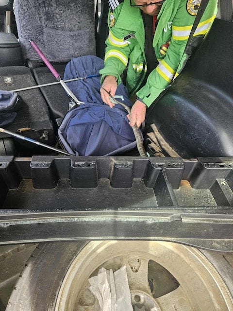 Photo montrant le chasseur de serpents capturer le spécimen