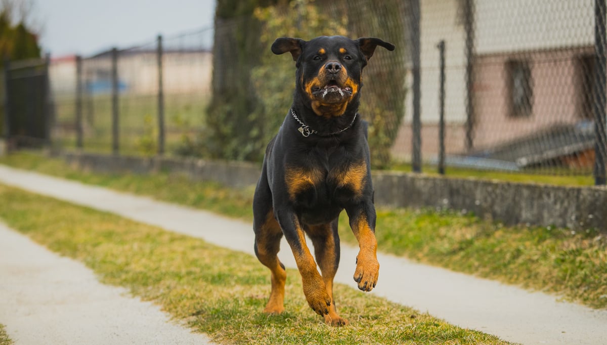 Un rottweiler en train de courir