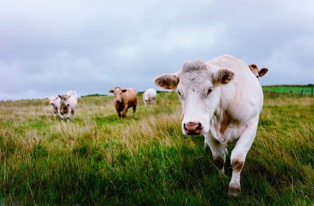 Un troupeau de vaches dans un pré