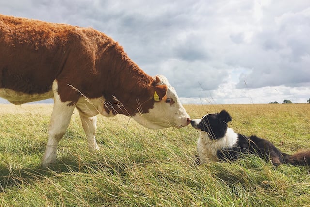 Un chien avec une vache dans un pré