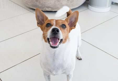 Chien de race Jack Russel