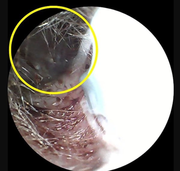 Capture d'écran montrant le scarabée