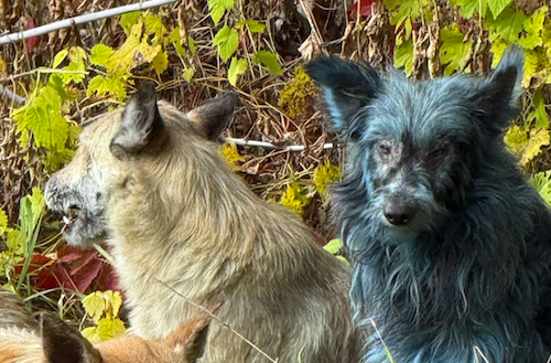 Un chien bleu aperçu à Tchernobyl