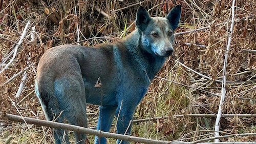 Un chien bleu aperçu à Tchernobyl