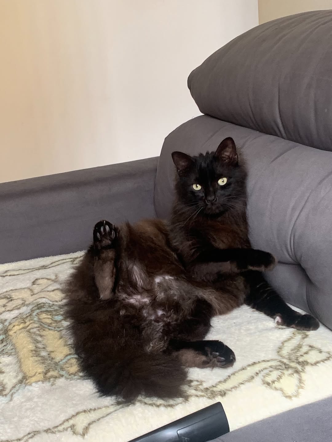 Le chat regretté de Kadu Santos