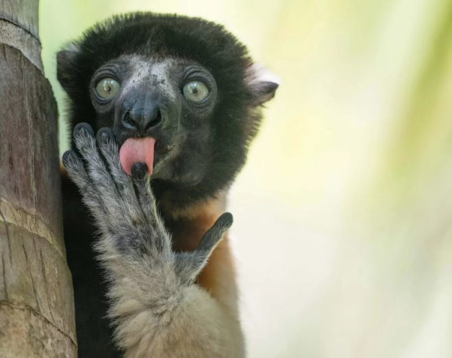 Un animal dans la forêt