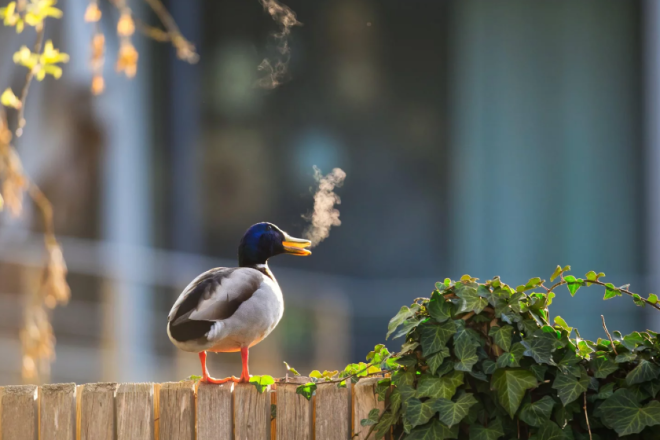 Un canard semble fumer