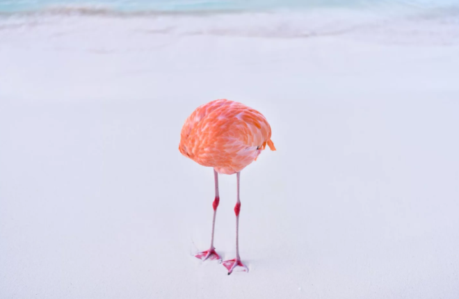 Un flamand rose se cache