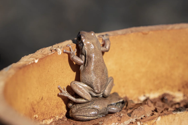 Deux grenouilles font la courte échelle