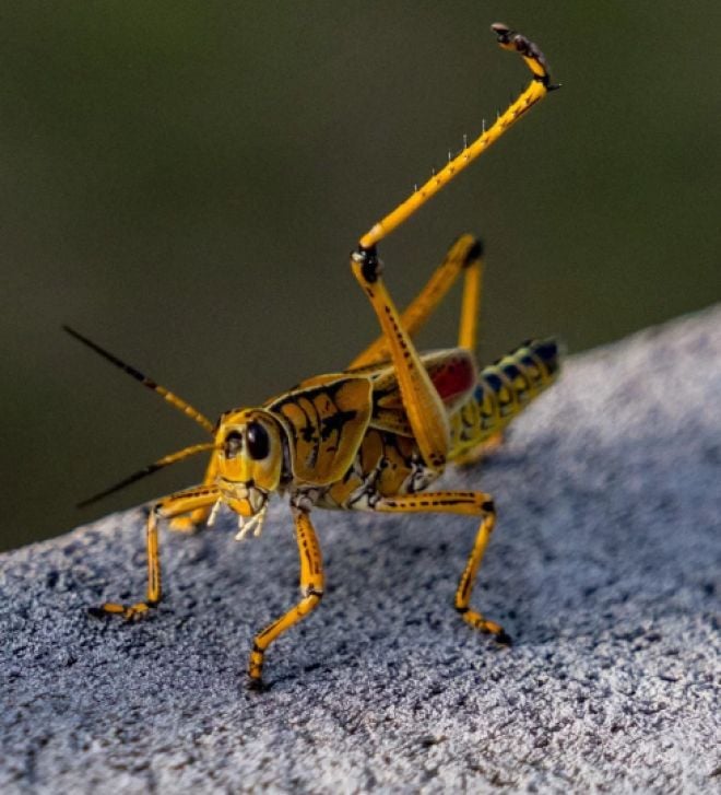 Un insecte lève la patte