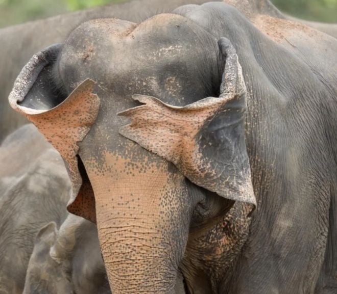 Un éléphant se cache les yeux