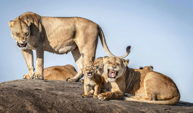 Une famille de lions semble prendre la pose