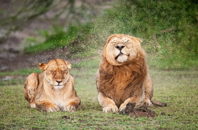 Des lions sous l'eau