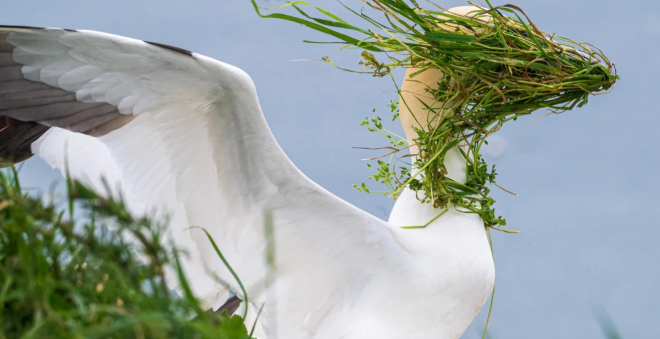 Un oiseau recouvert d'algues