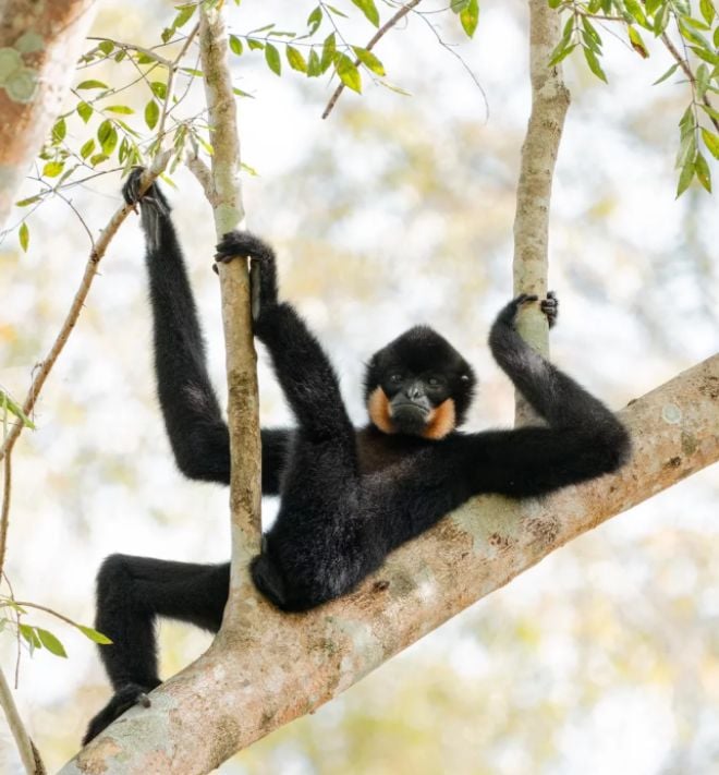 Un singe se relaxe dans les arbres