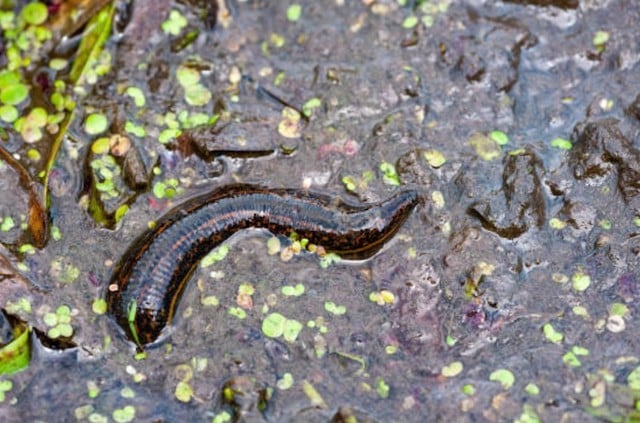 Une sangsue dans un cours d'eau