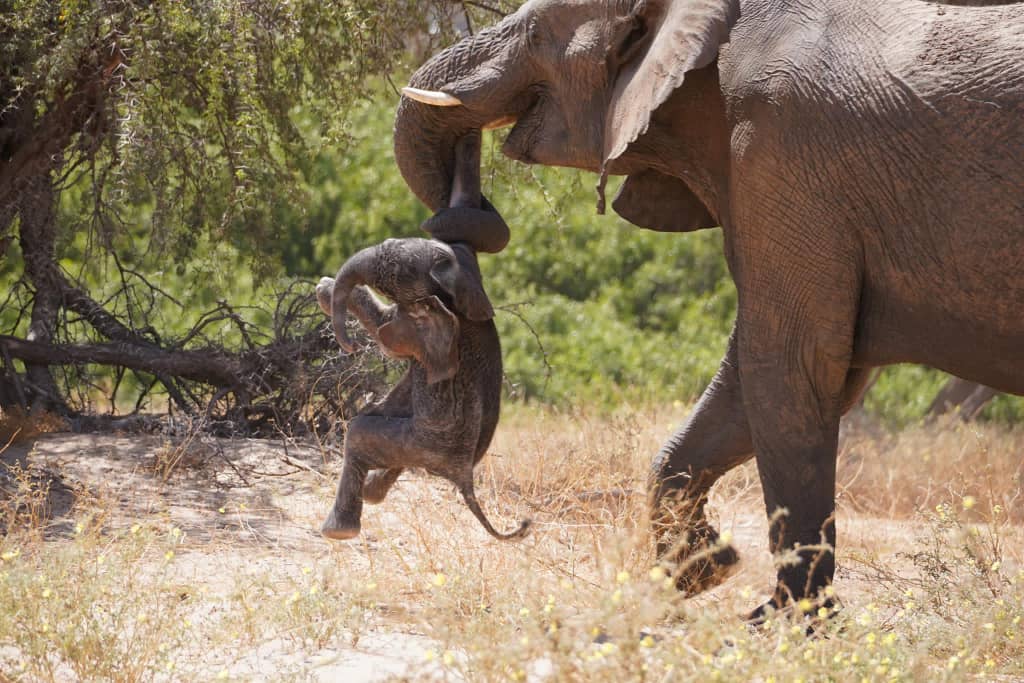 Une éléphante a été filmée transportant son bébé mort en Namibie