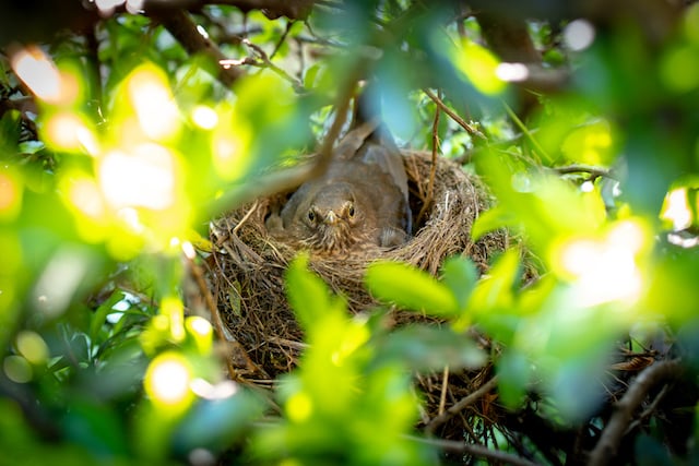 Un oiseau en train de couver