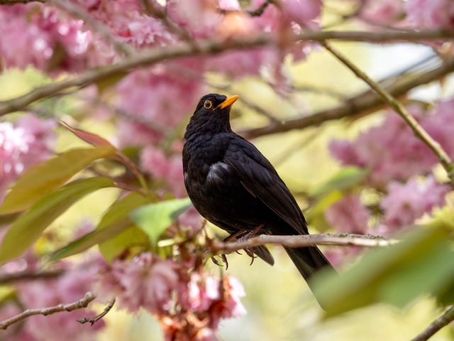 Un merle noir
